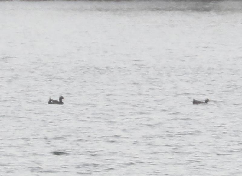 Mystery birds to be identified