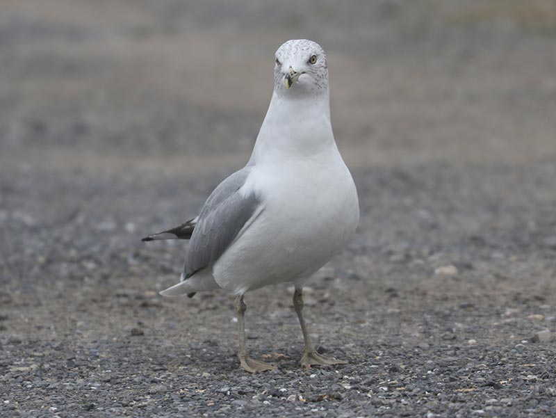 Mystery bird to be identified