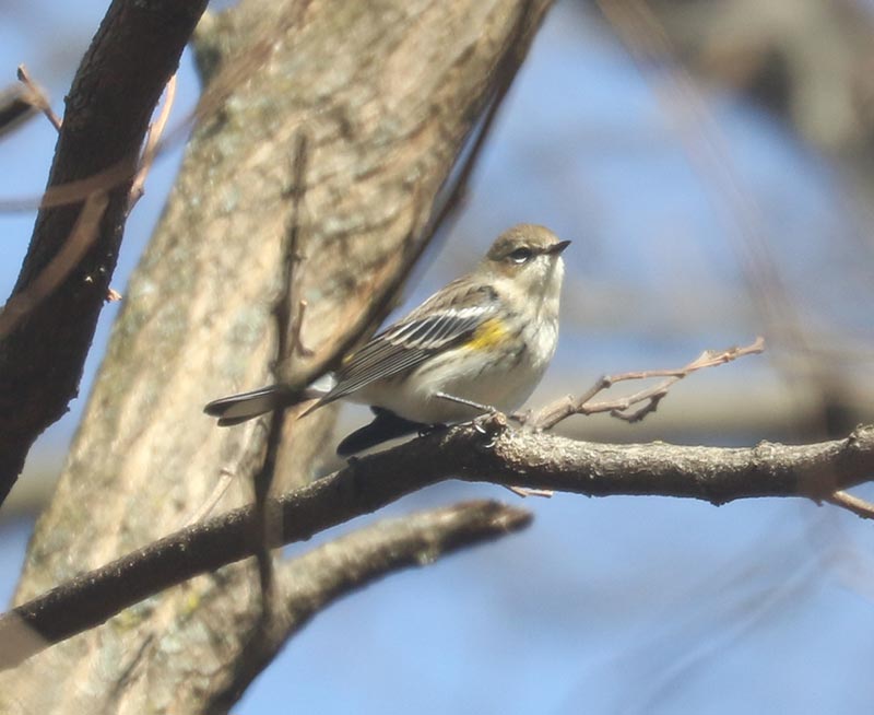 Mystery bird to be identified