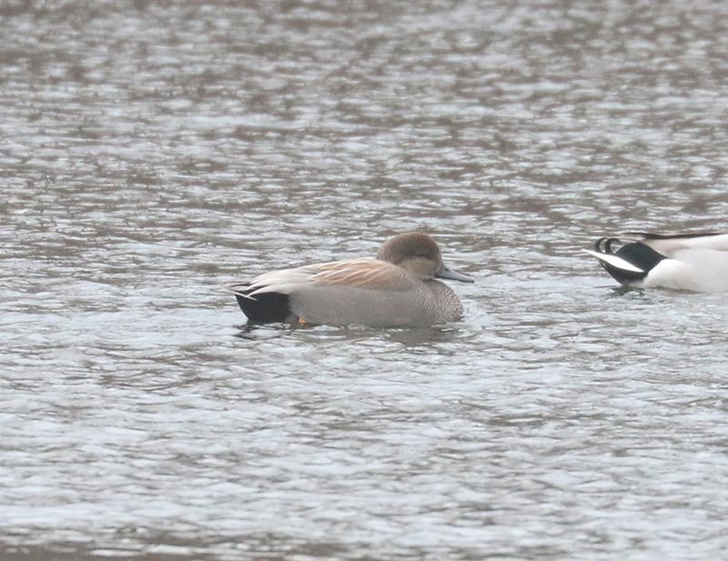 Mystery bird to be identified