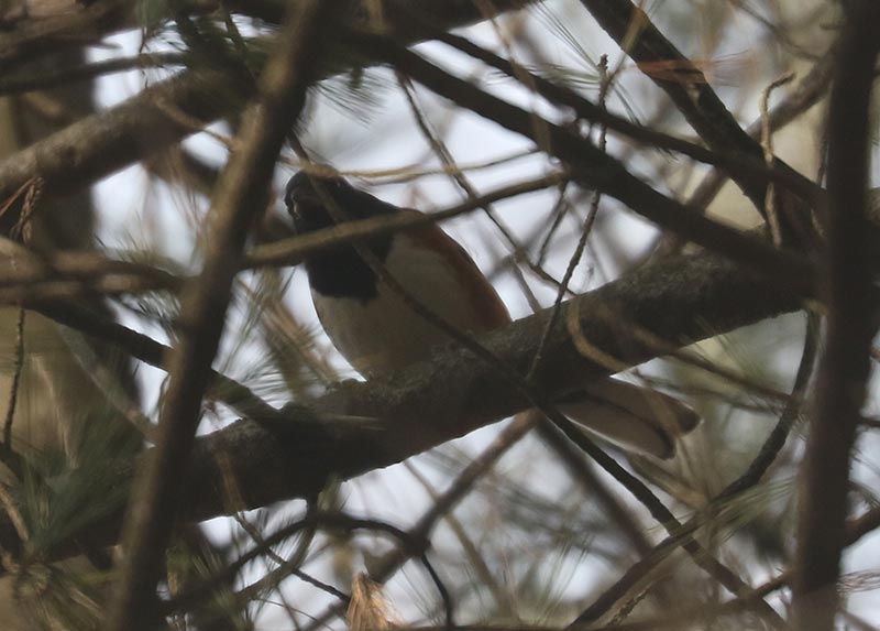 Mystery bird to be identified