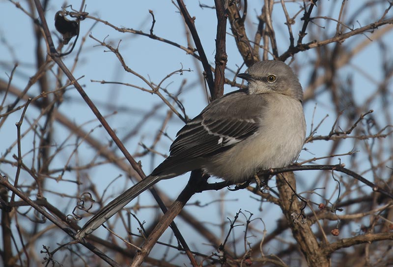 Mystery bird to be identified