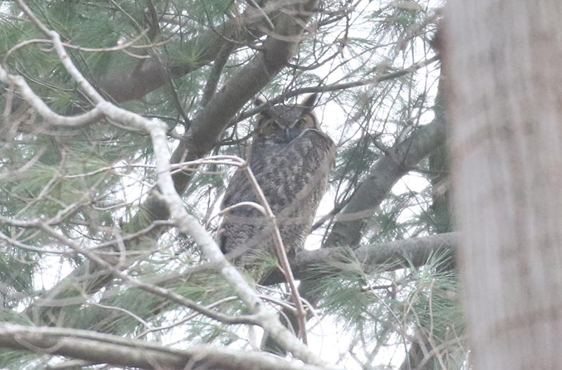 Mystery bird to be identified