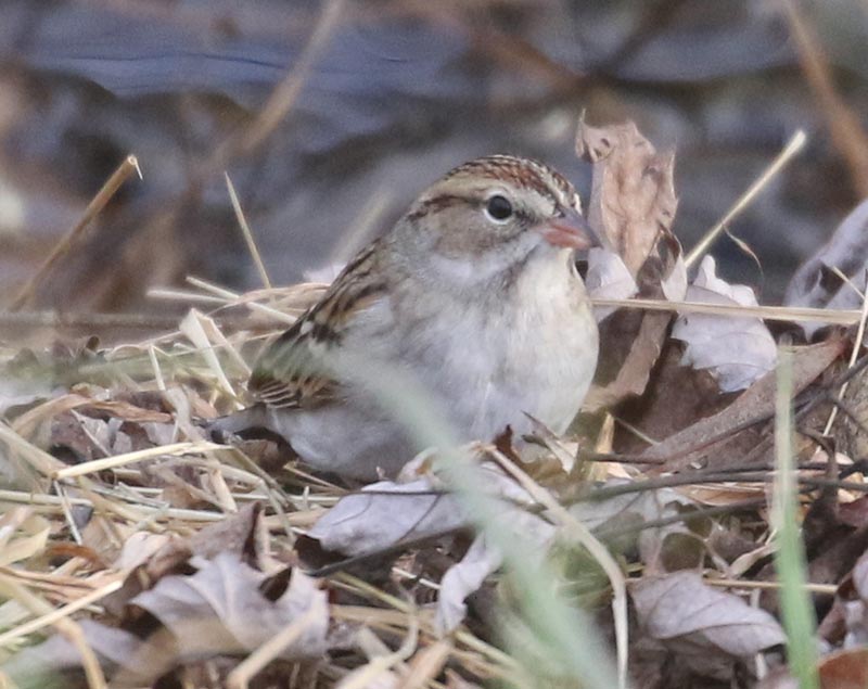Mystery bird to be identified