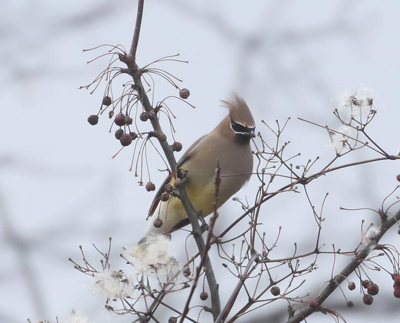 Mystery bird to be identified