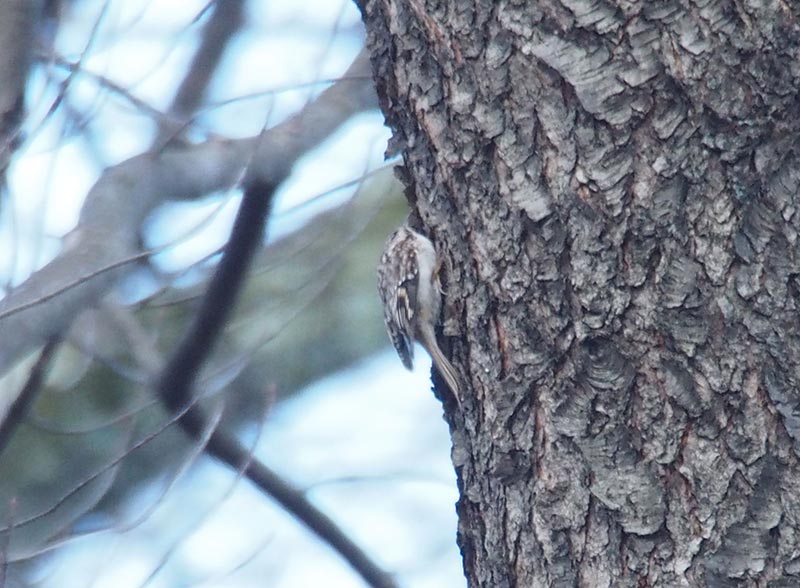 Mystery bird to be identified
