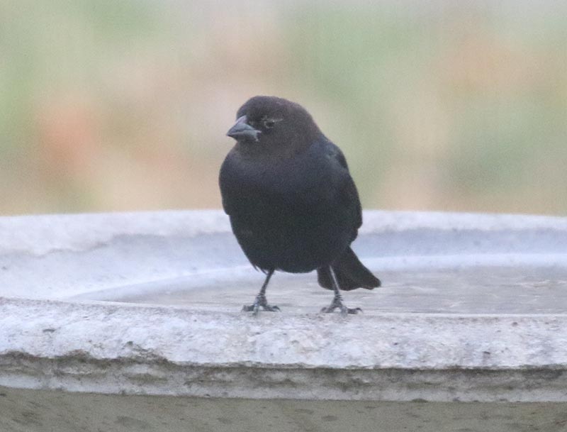 Mystery bird to be identified