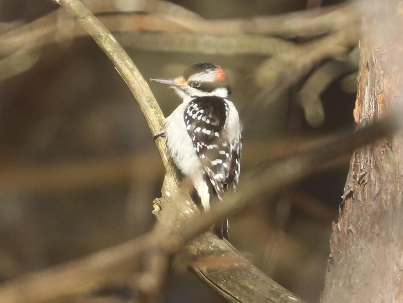 Mystery bird to be identified