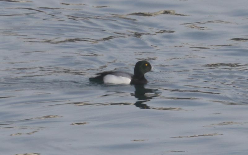 Mystery bird to be identified