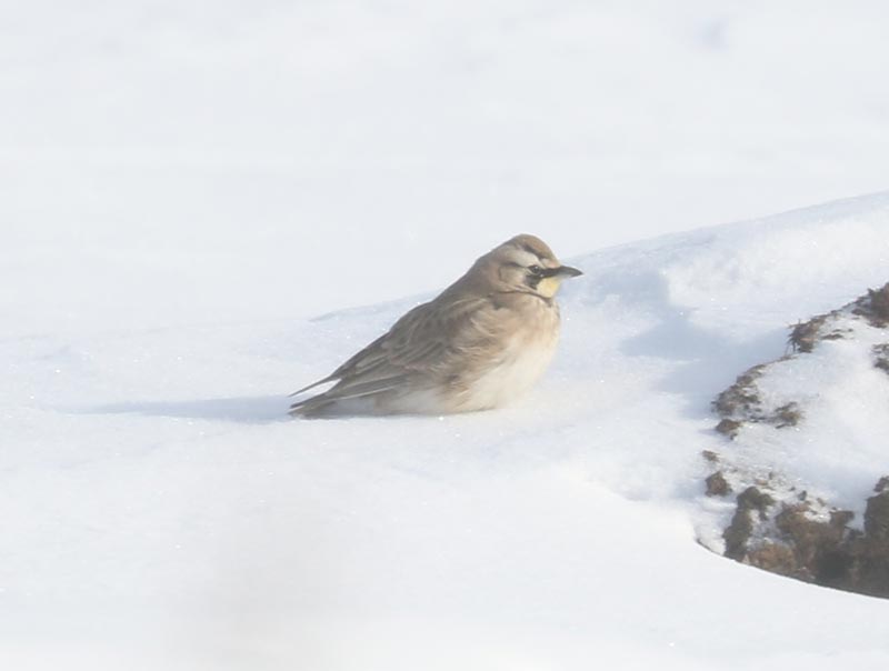 Mystery bird to be identified