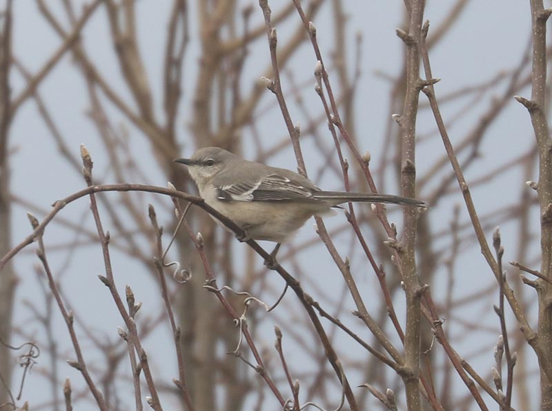 Mystery birds to be identified