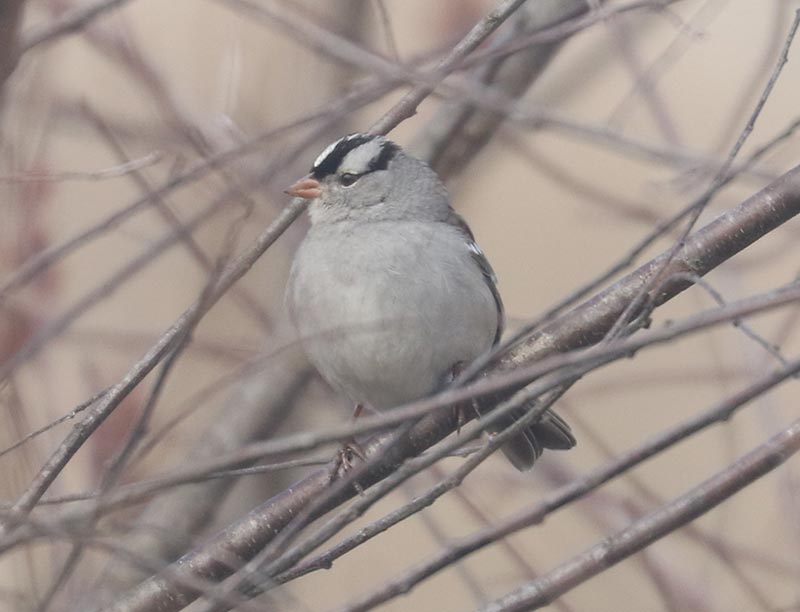 Mystery bird to be identified