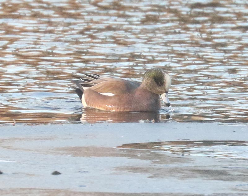 Mystery bird to be identified