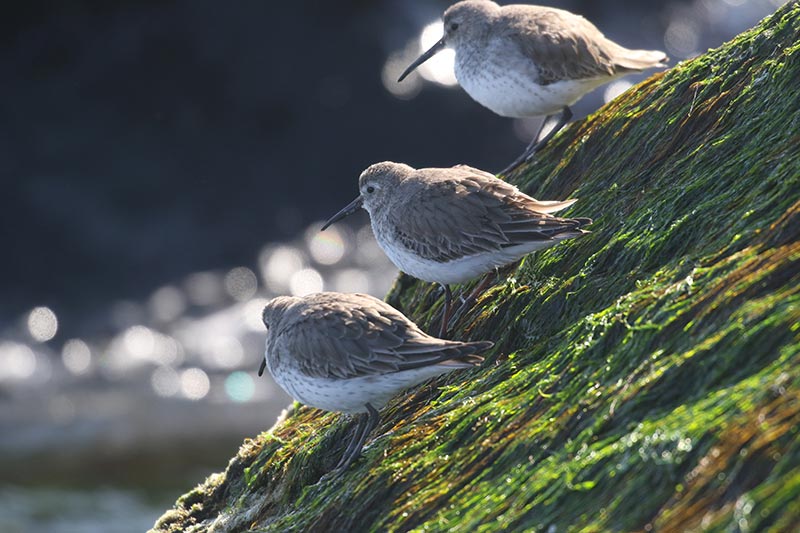 Mystery birds to be identified
