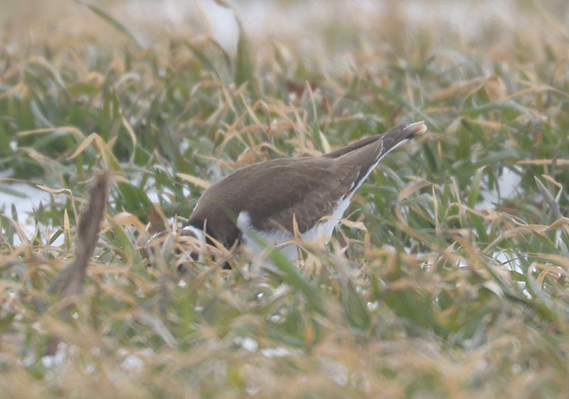 Mystery bird to be identified