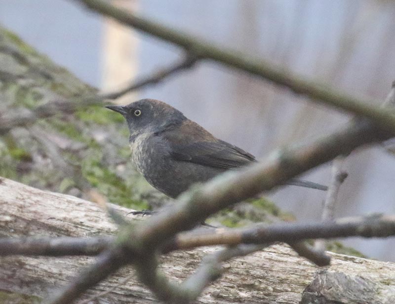 Mystery bird to be identified