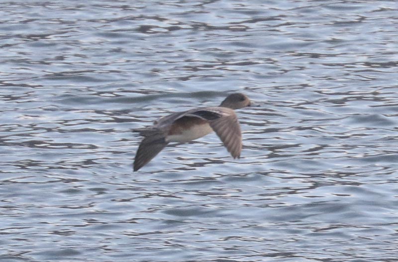 Mystery bird to be identified