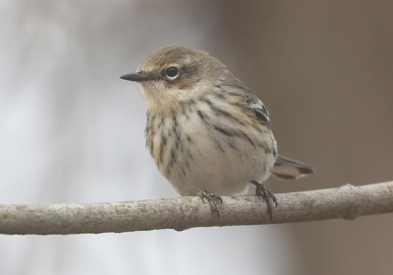 Mystery bird to be identified