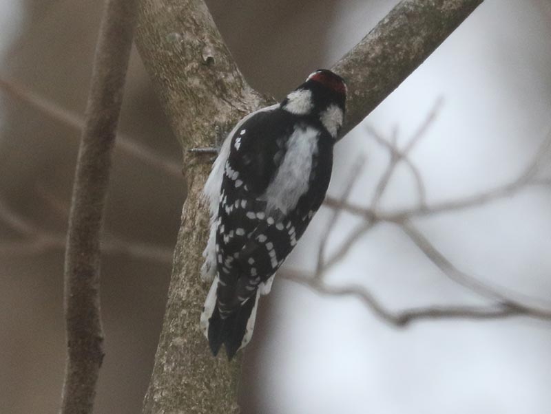 Mystery bird to be identified