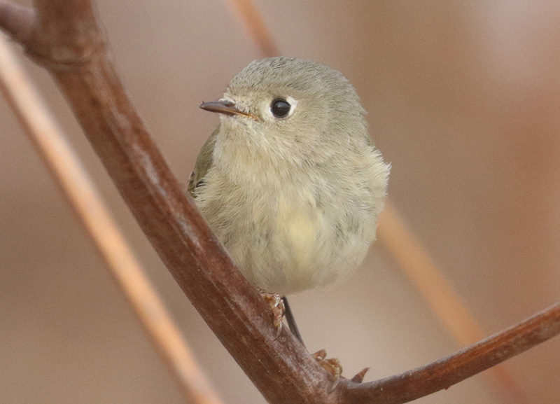 Mystery bird to be identified