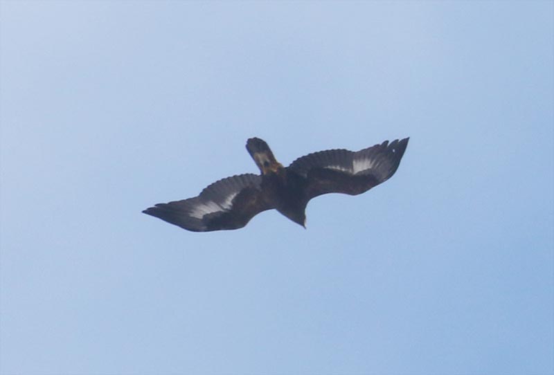 Mystery bird to be identified