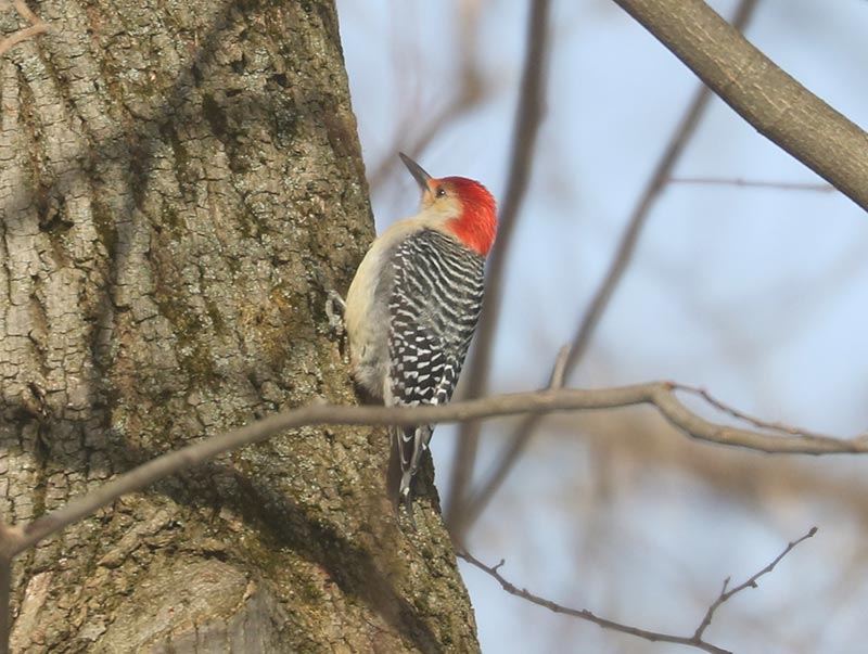 Mystery bird to be identified