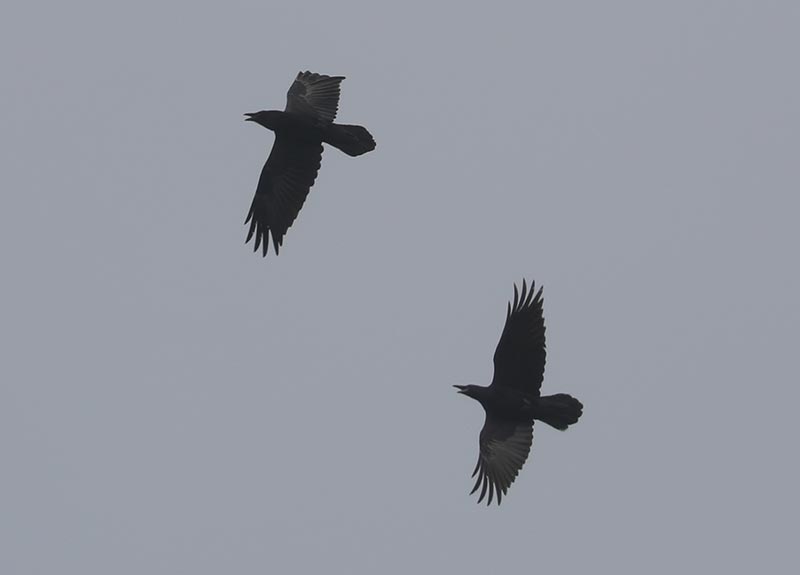 Mystery birds to be identified