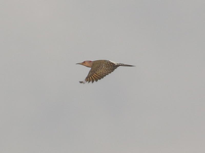 Mystery bird to be identified