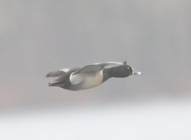 Mystery bird to be identified