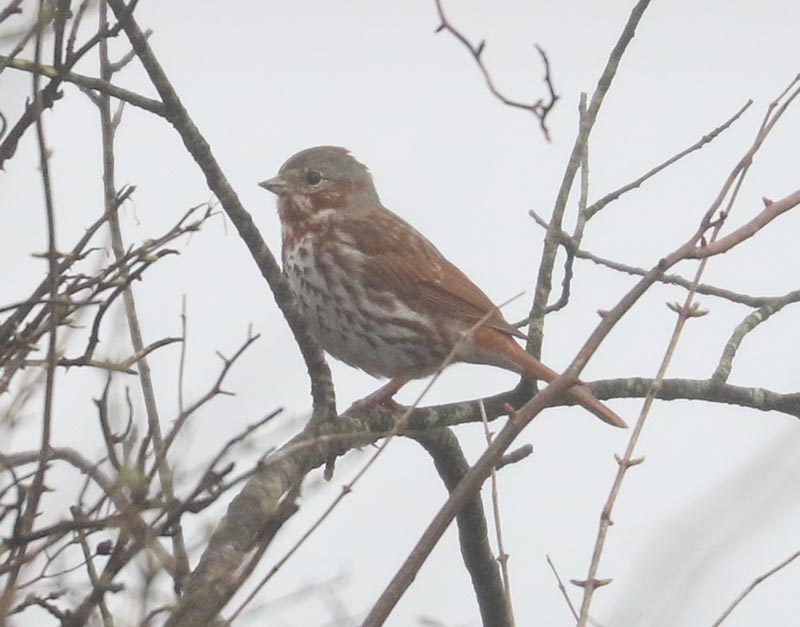 Mystery bird to be identified
