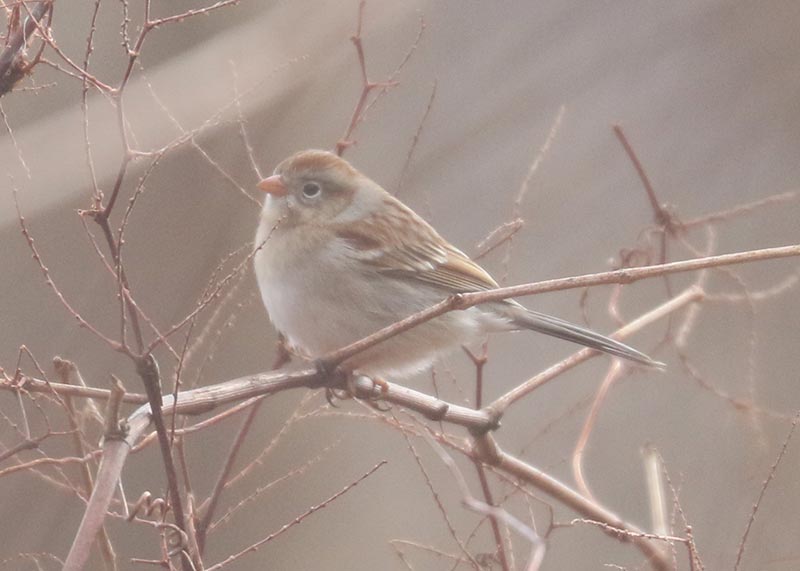Mystery bird to be identified