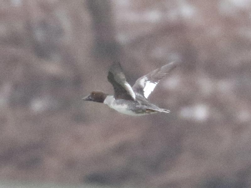 Mystery bird to be identified