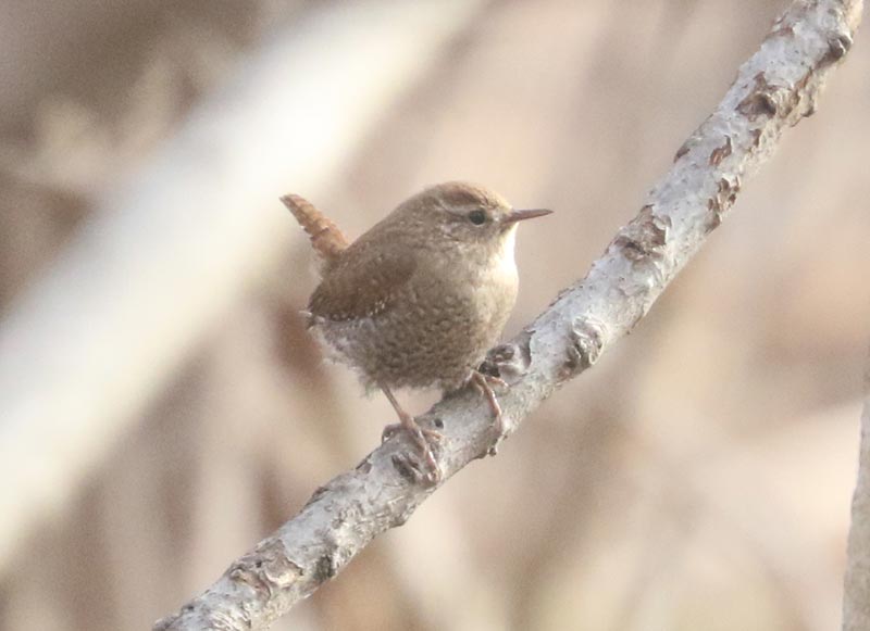 Mystery bird to be identified