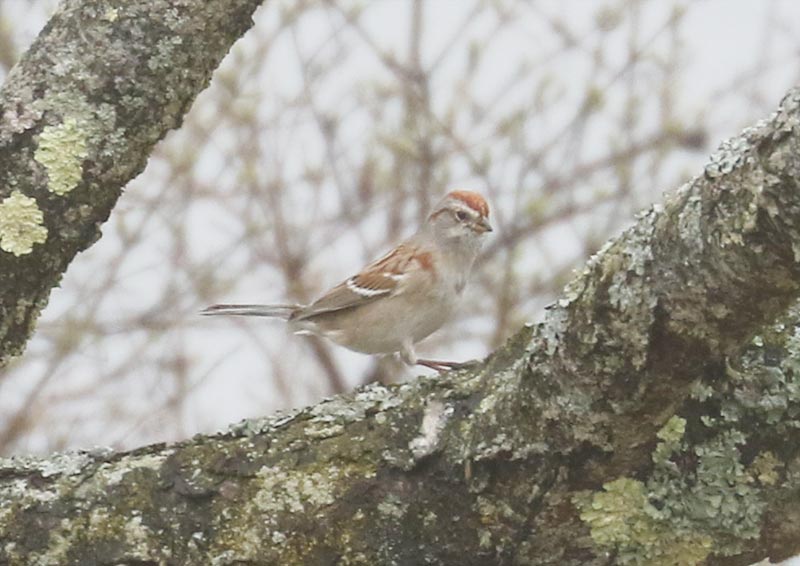 Mystery bird to be identified