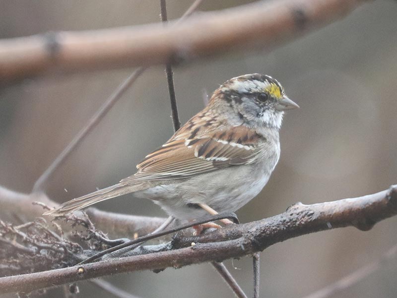 Mystery bird to be identified
