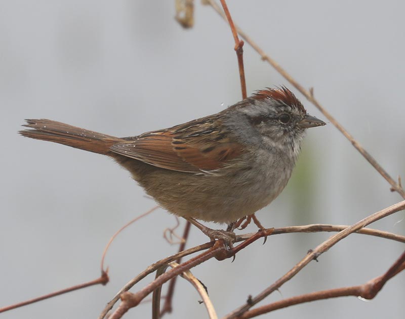 Mystery bird to be identified