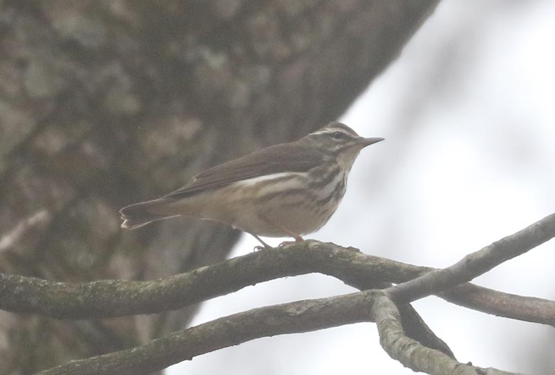 Mystery bird to be identified