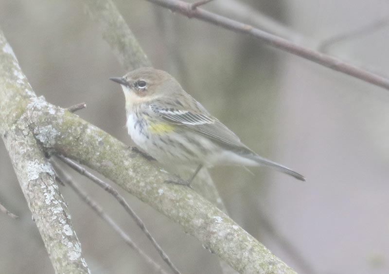 Mystery bird to be identified