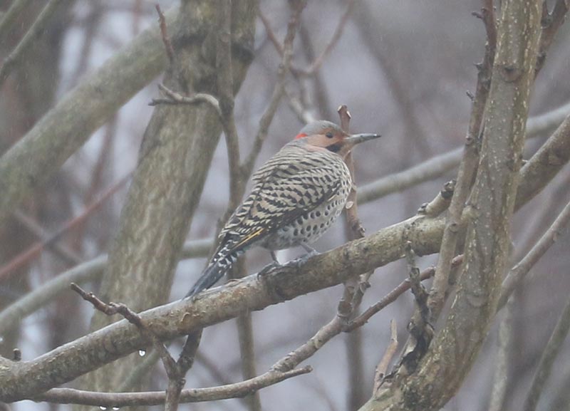 Mystery bird to be identified