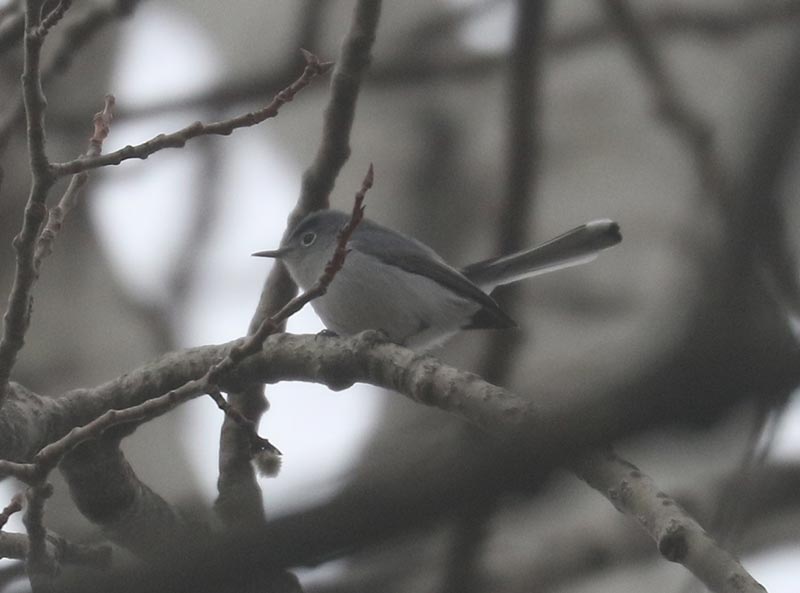 Mystery bird to be identified