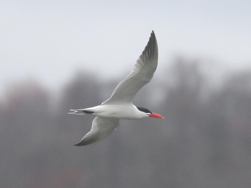 Mystery bird to be identified