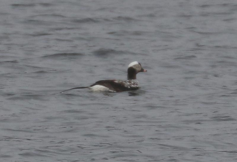 Mystery bird to be identified