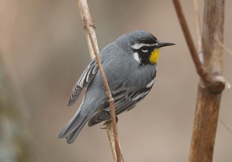 Mystery bird to be identified