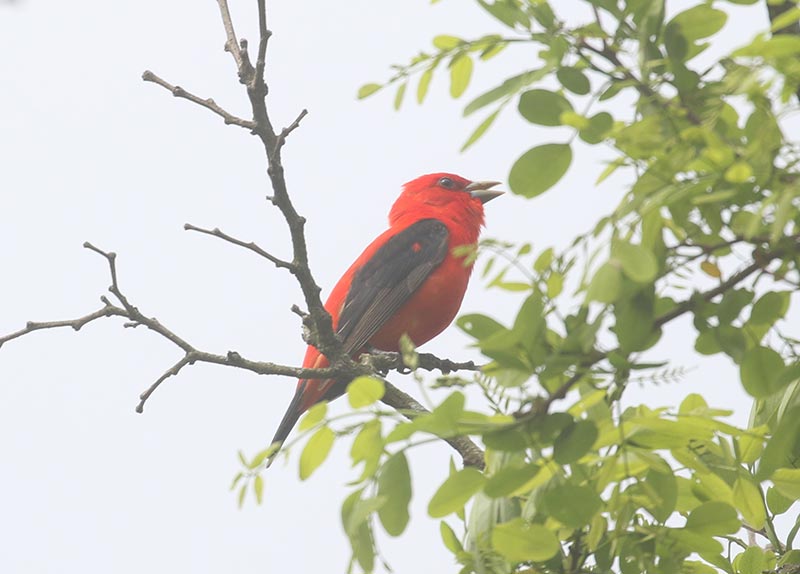 Mystery bird to be identified