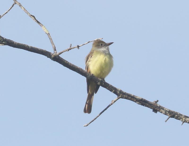 Mystery bird to be identified