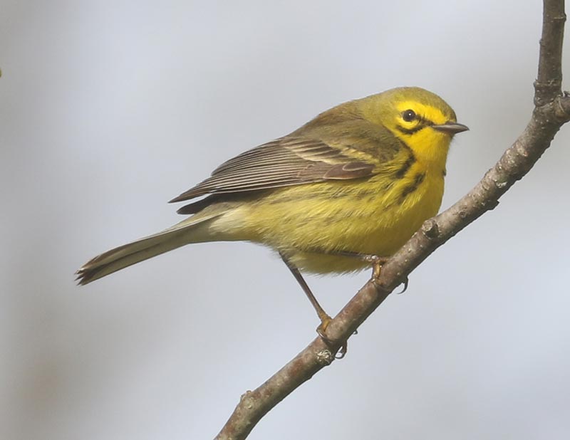 Mystery bird to be identified
