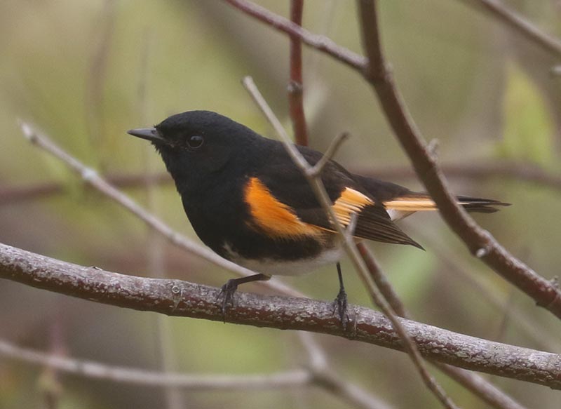 Mystery bird to be identified
