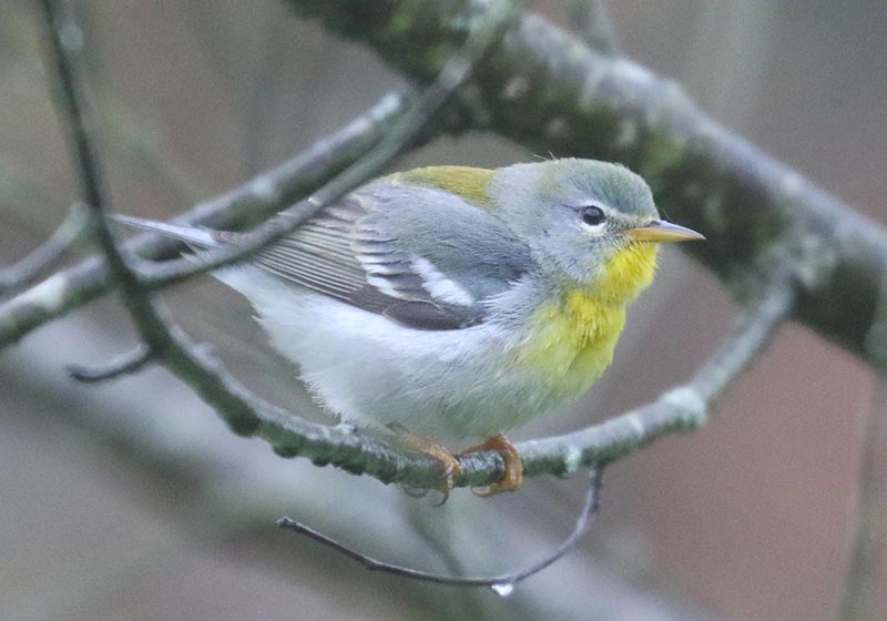 Mystery bird to be identified