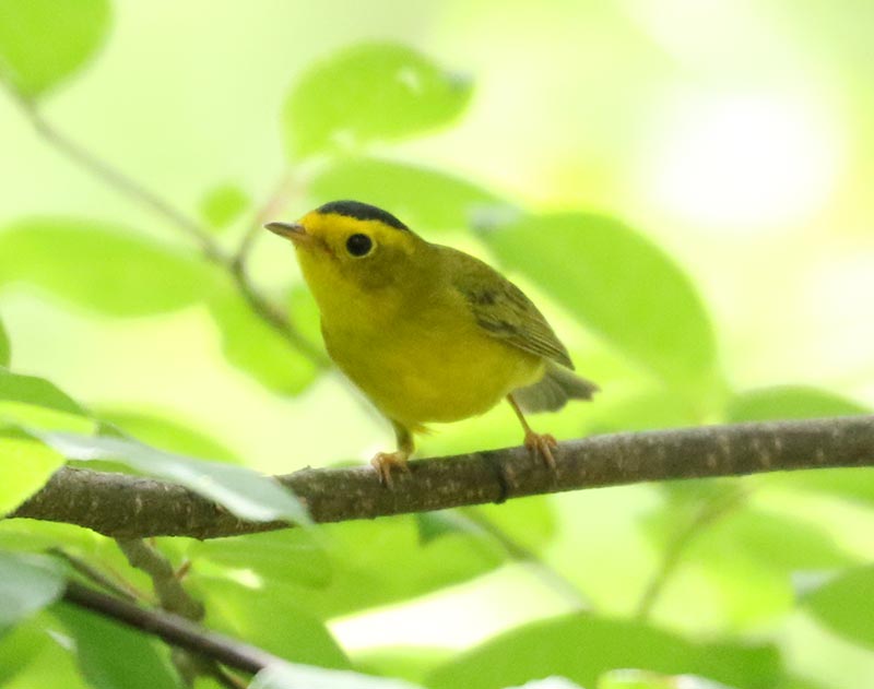 Mystery bird to be identified
