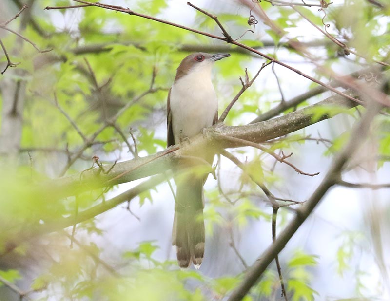 Mystery bird to be identified